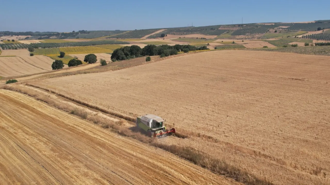 Bursa Nilüfer’de buğday hasadı başladı