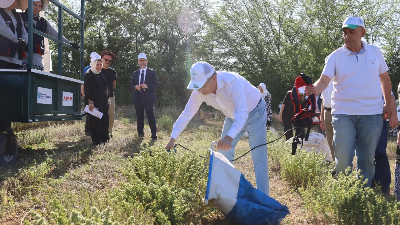 Kocaeli’de kekik hasadı başladı