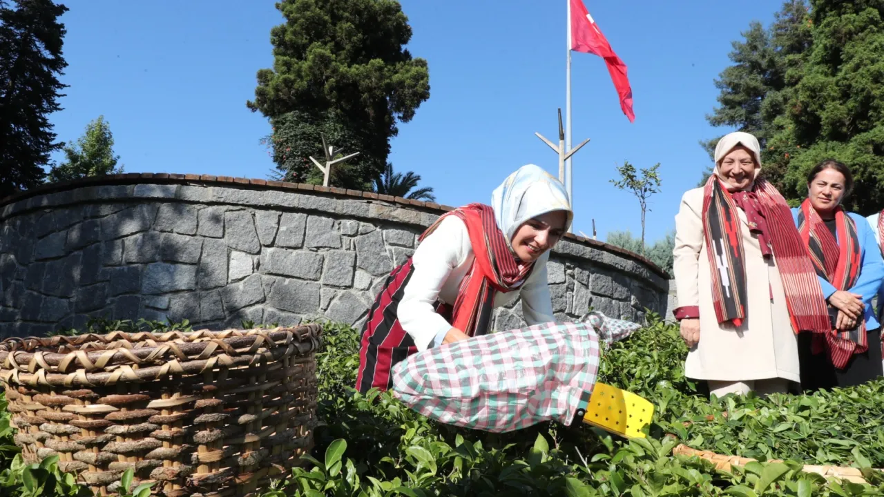 Bakan Göktaş yöresel kıyafetlerle Rize'de çay hasat etti