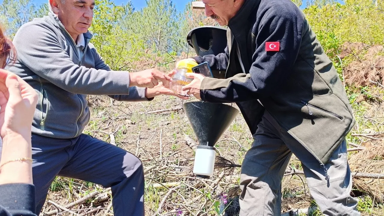 Bursa’da kabuk böceklerine karşı biyolojik mücadele başladı