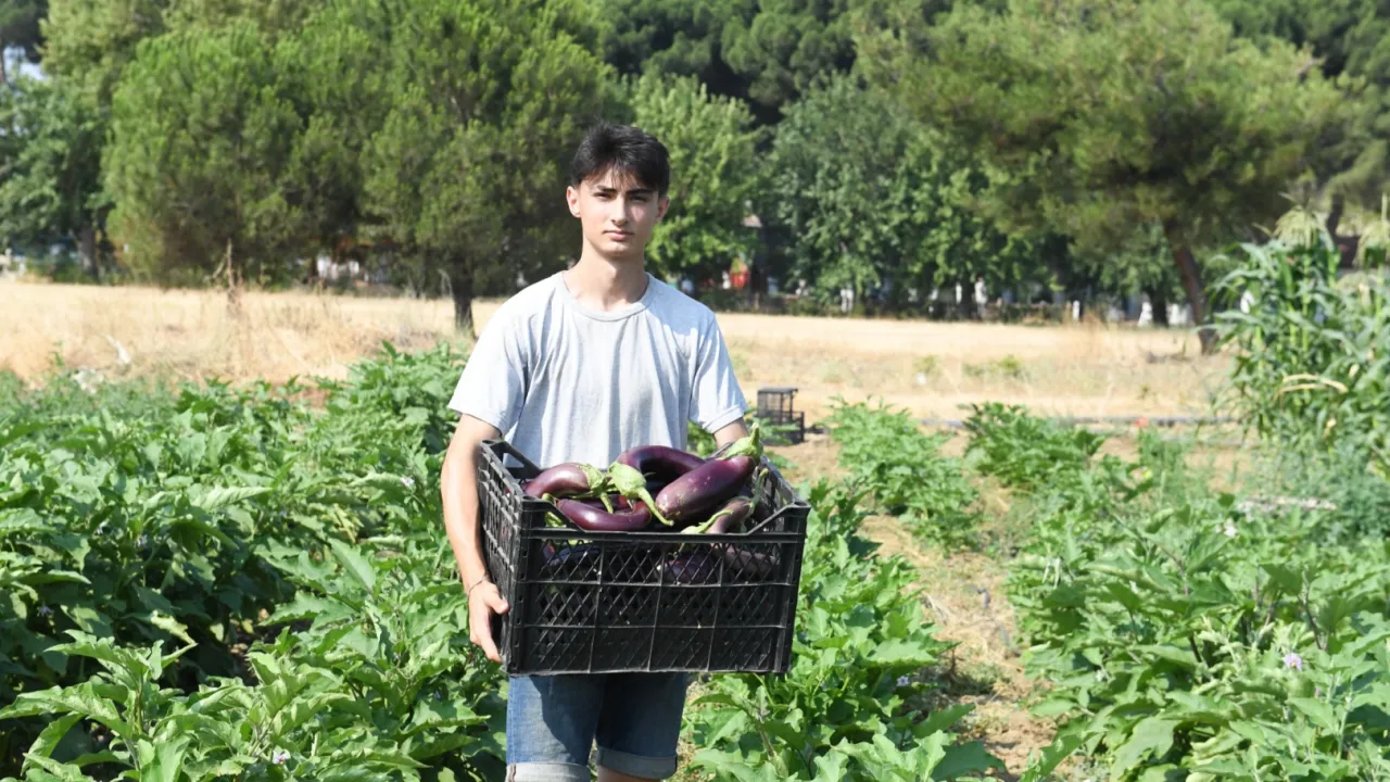 Gazi Tarım’da hasat zamanı
