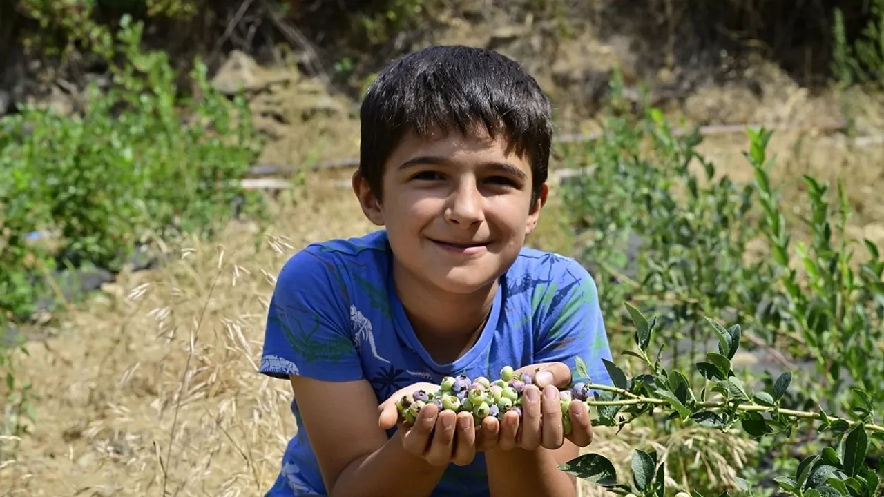İzmir Ödemiş'te ilk mavi yemiş hasadı