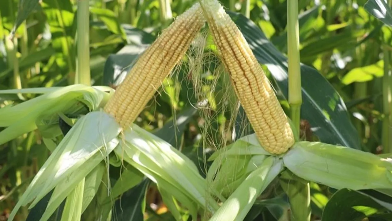 TİGEM’den 4 bin 500 ton silajlık mısır ihalesi