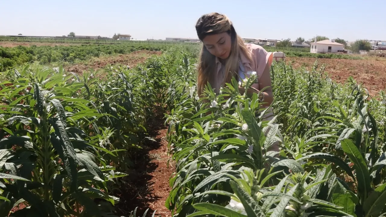 Urfa Susamı yeniden hayat buluyor