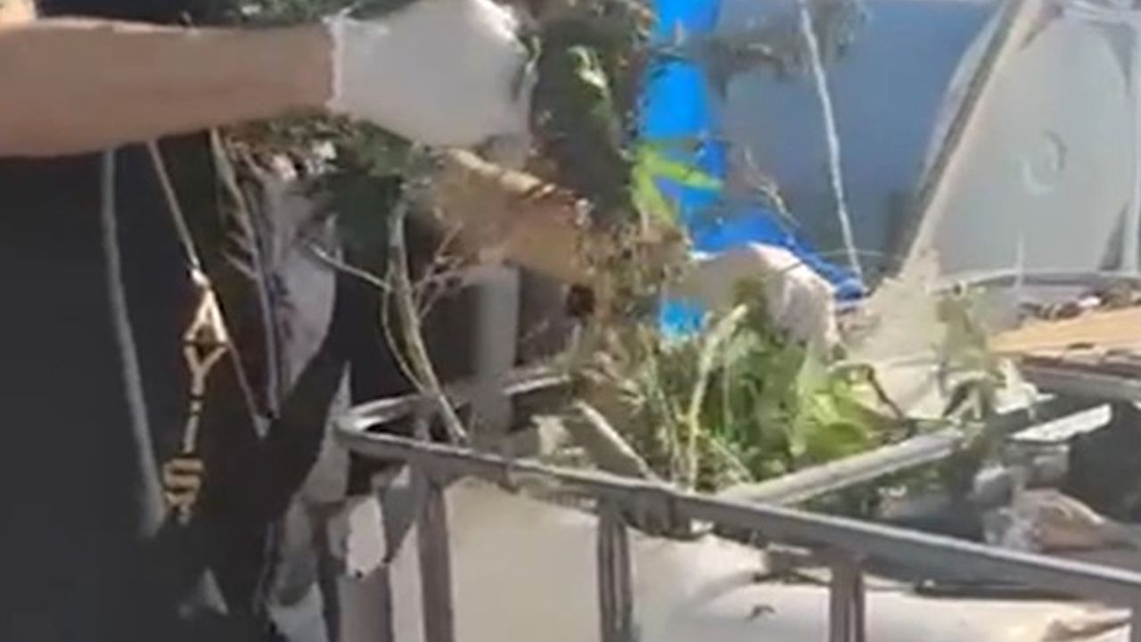 Tarihi Çarşıda Kenevir Operasyonu!