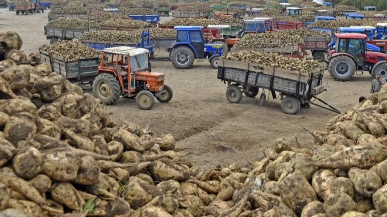 Ankara Şeker Fabrikası 14 bin ton pancar kuyruğu satacak