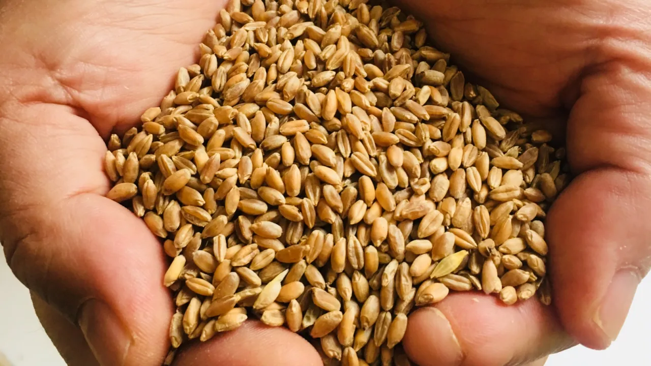 Muğla Milas'ta üreticilere karakılçık buğday tohumu