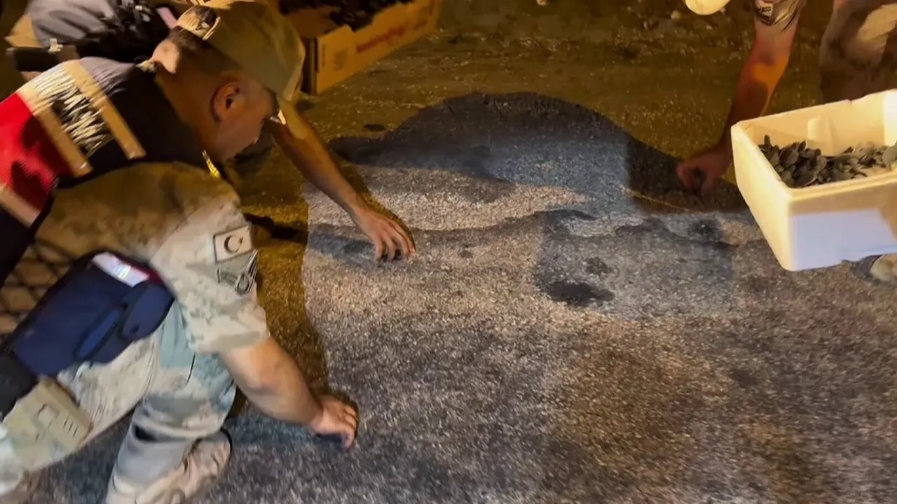 Samandağ’da yavru 'caretta caretta'lar Jandarma eliyle denize ulaştı
