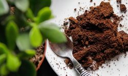 Kahve telvesi artık inşaatta kullanılacak