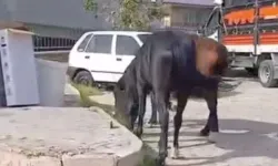 Bornova'da başıboş atlar mahalleyi tedirgin etti