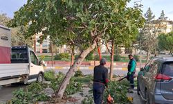 Efeler'in yeşil ekipleri budama çalışmalarına devam ediyor