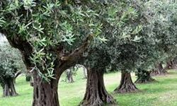 İsrail'den Batı Şeria'da ağaç söküm kararı