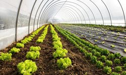 İzmirli çiftçi marul fiyatına isyan etti