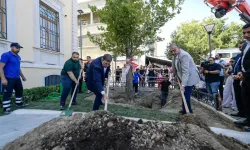 Valilik Başkan Tugay'ın diktiği ağaçları söktü