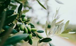 Aydın'da zeytinyağı fiyatları yükseldi