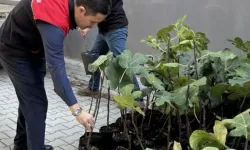 Gömeç'te 499 sertifikalı incir fidanı dağıtıldı