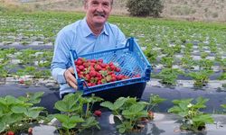 Kışın ortasında çilek bereketi