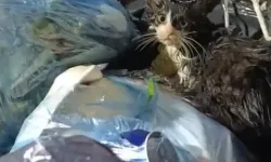 Poşete koyulup çöpe atılan kedi kurtarıldı