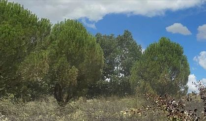 Denizli'de ormana girilmesi 5 ay boyunca yasaklandı