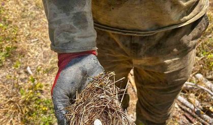Yangının ortasından kuş yuvası kurtarıldı