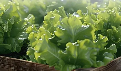 Balıkesir’de çiftçiye yüzde 75 katkılı marul fidesi desteği