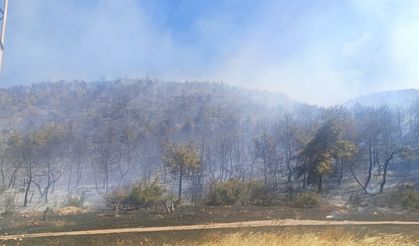 Çanakkale’de orman yangını