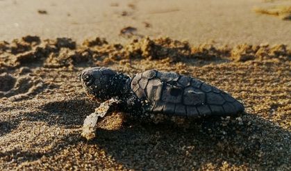 Kuşadası'nda caretta caretta yavruları sürpriz yuvadan çıktı