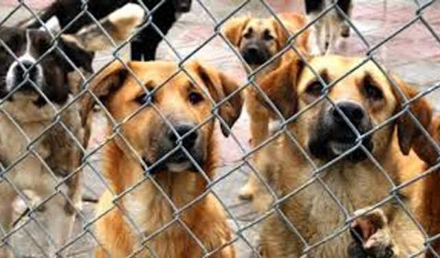 Datça'daki hayvan barınağındaki koşullar tepki topladı