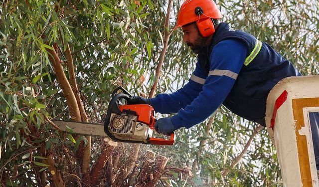 Buca'da budama seferberliği başladı