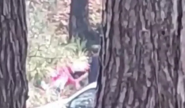 Buca'da bir kadın ormanlık alanda darp edildi