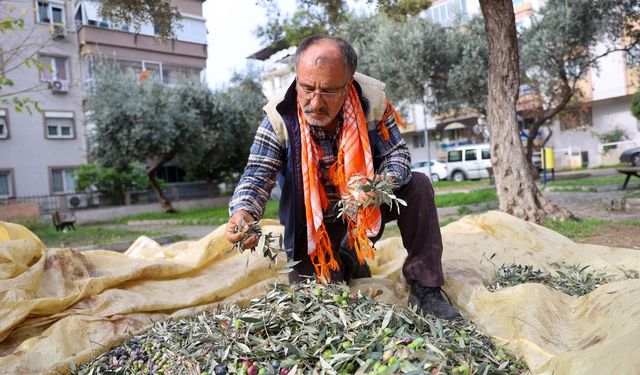 Buca'da dayanışma için hasat zamanı