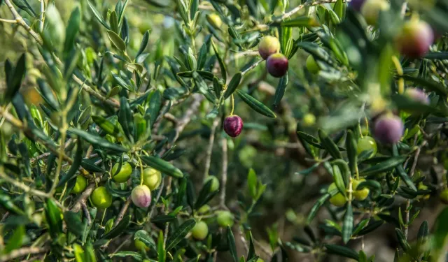 İzmir Kooperatifçilik Buluşmaları 19 Aralık'ta