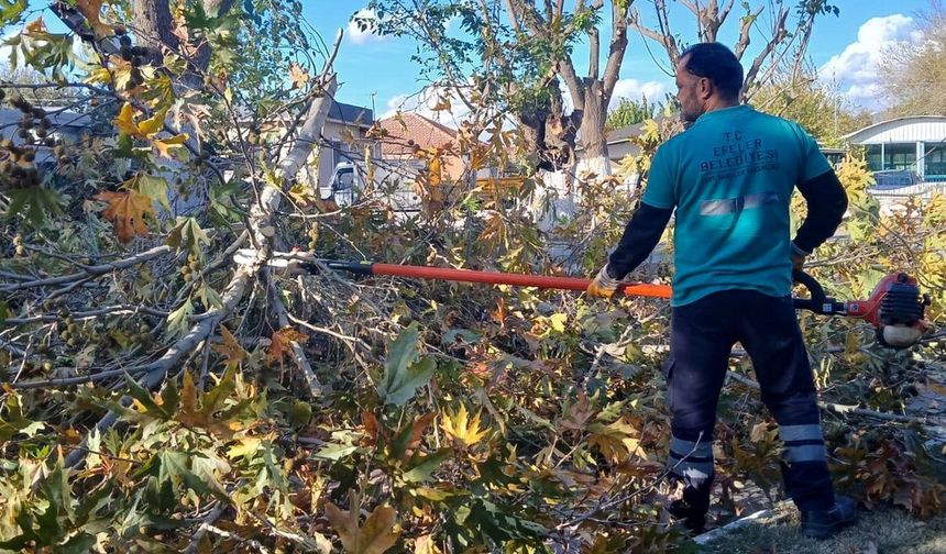 Efeler'de budama çalışmaları sürüyor