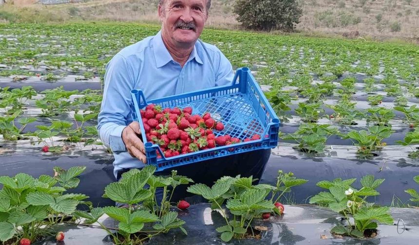 Kışın ortasında çilek bereketi